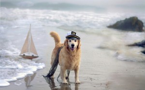 spiagge cani