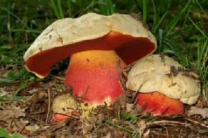 boletus