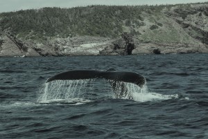 balena